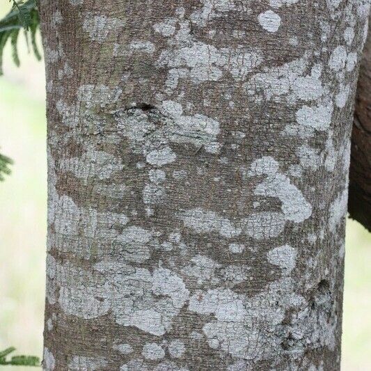 Acacia mearnsii മറ്റ്