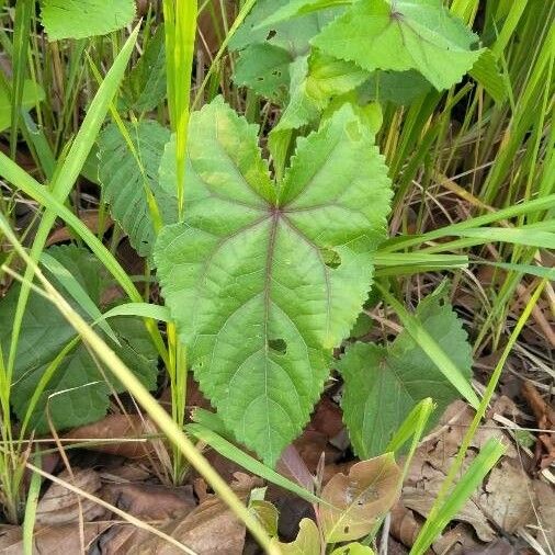 Abutilon hirtum Yaprak