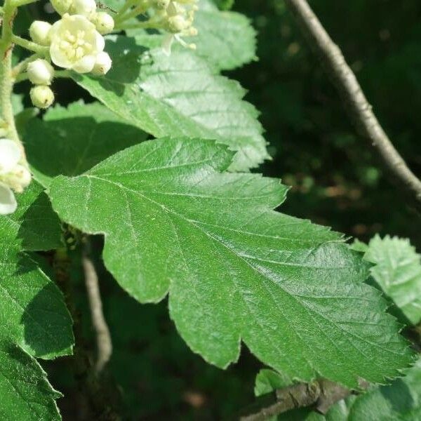 Sorbus intermedia Leaf