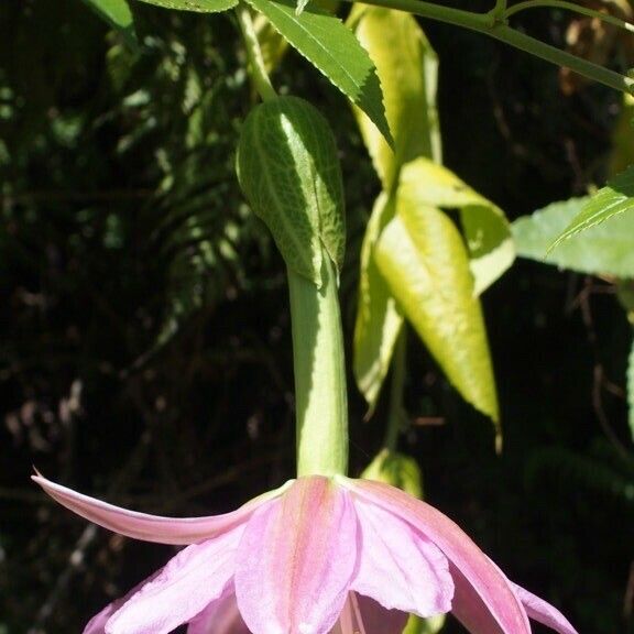 Passiflora tripartita Floro