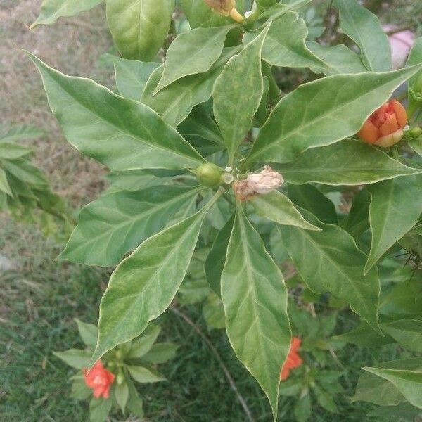 Leuenbergeria bleo Leaf