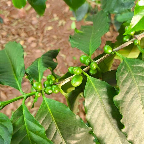 Coffea arabica Plod