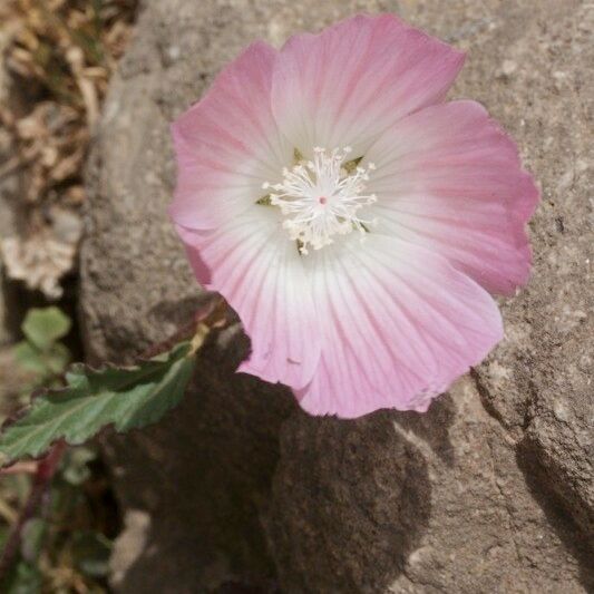 Malope malacoides 花