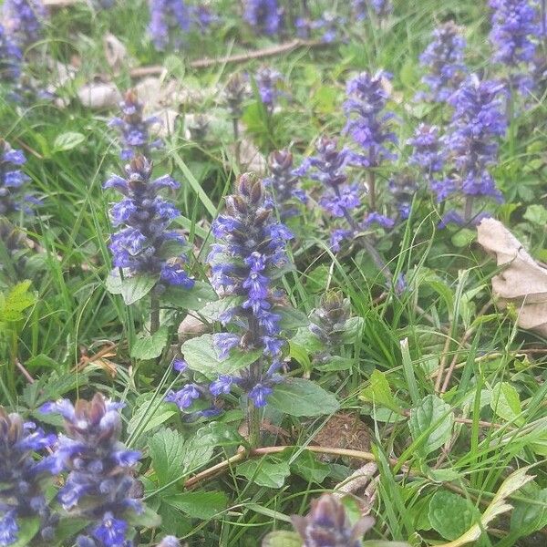 Ajuga reptans 花