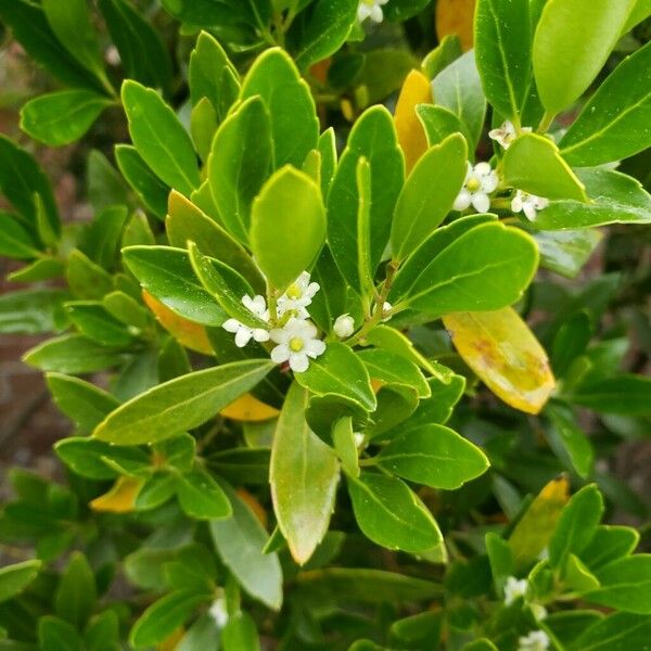 Ilex glabra Blomma