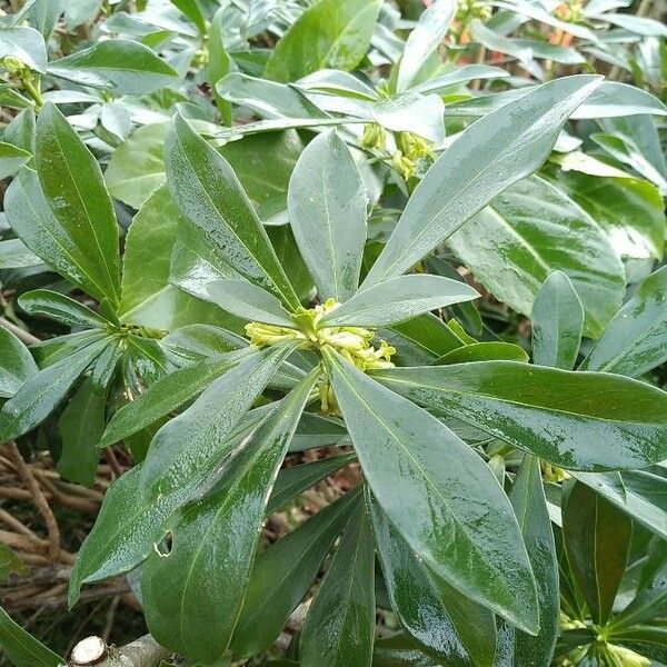 Daphne laureola Leaf