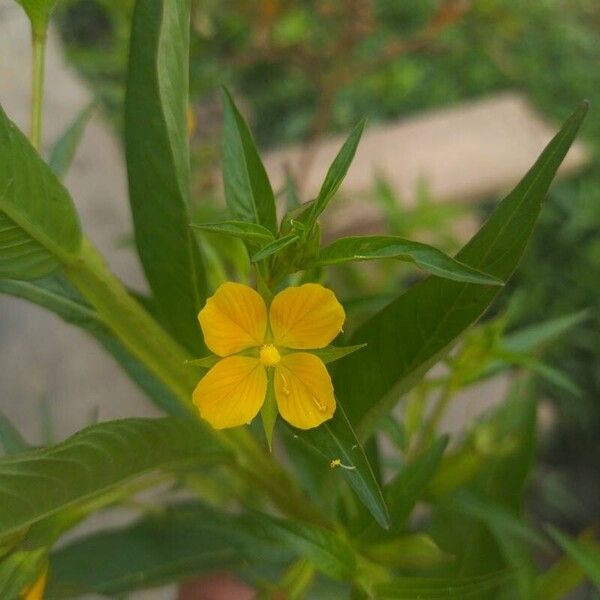 Ludwigia decurrens ᱵᱟᱦᱟ