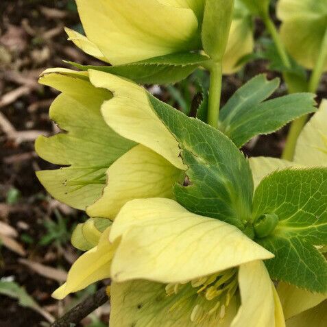 Helleborus viridis Flower