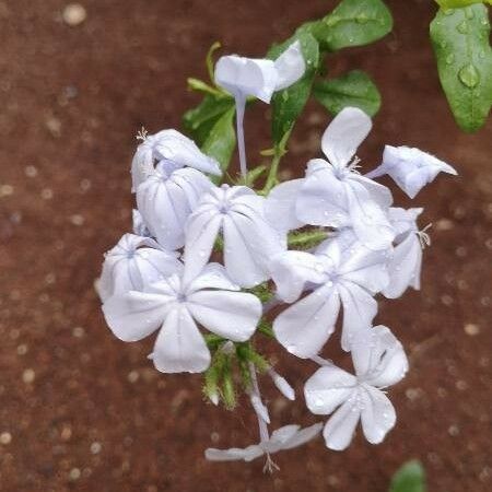 Plumbago auriculata Кветка