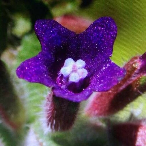 Anchusa undulata Flower
