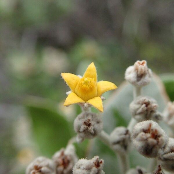 Argophyllum grunowii फूल