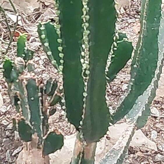 Euphorbia triangularis Blad