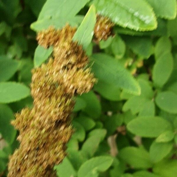 Spiraea douglasii Vrucht