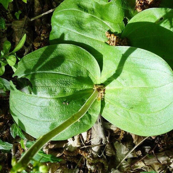 Neottia ovata Leaf