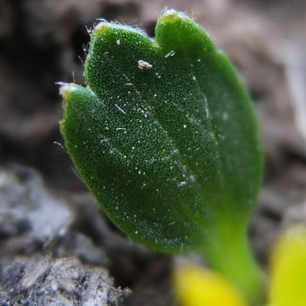 Ranunculus filamentosus Hoja