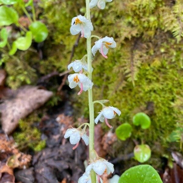 Pyrola rotundifolia Fleur