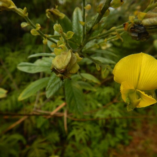 Crotalaria berteroana Kvet