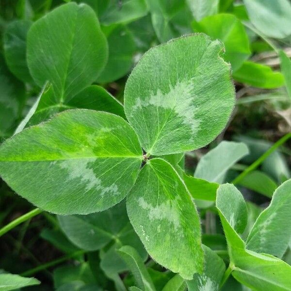 Trifolium pratense Лист