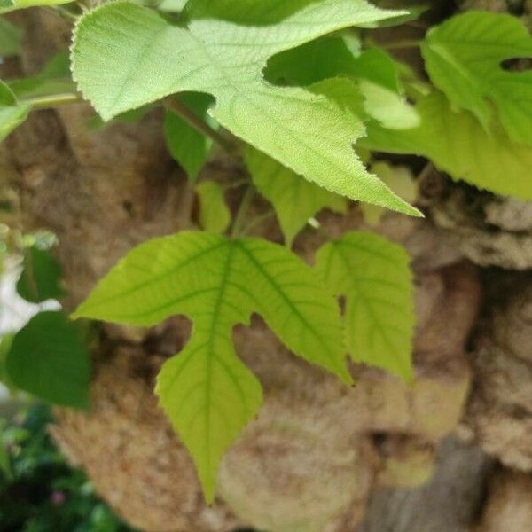 Broussonetia papyrifera Leaf