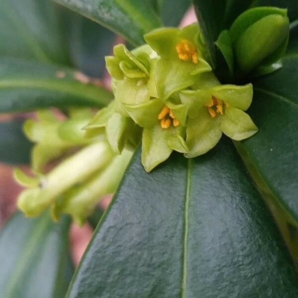 Daphne laureola Fiore