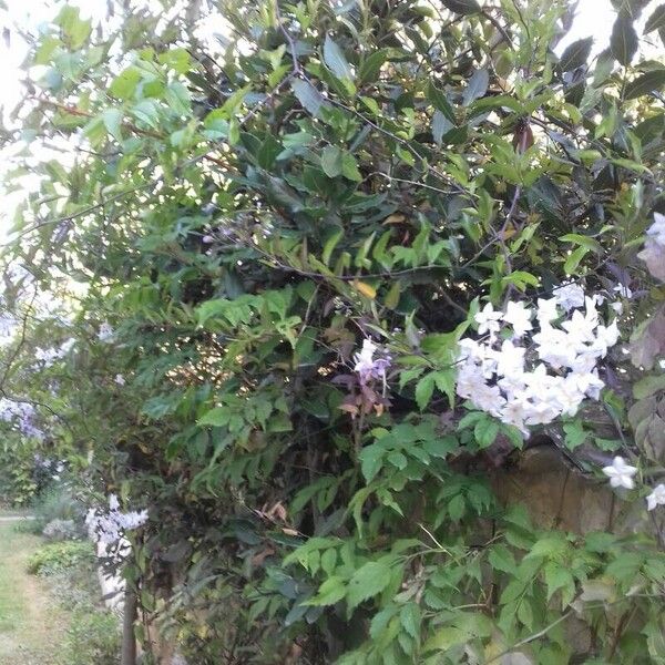 Solanum laxum Hàbitat