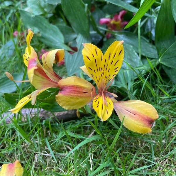 Alstroemeria aurea ᱵᱟᱦᱟ