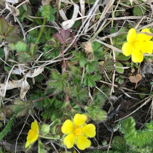 Potentilla pedata Hoja