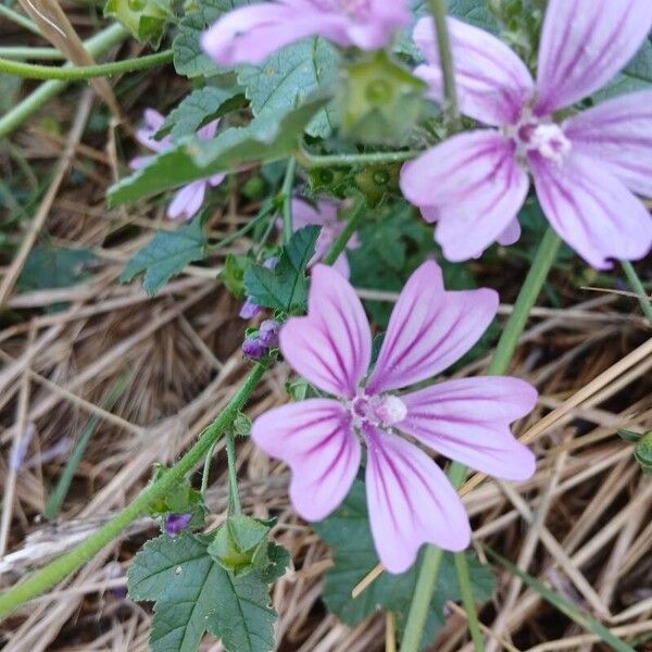 Malva sylvestris Квітка