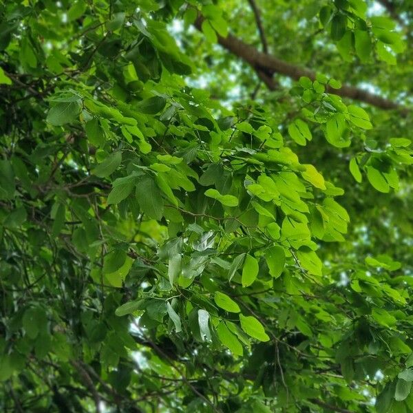 Hymenaea courbaril Leaf