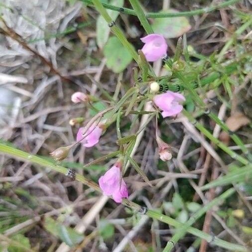 Agalinis tenuifolia 花