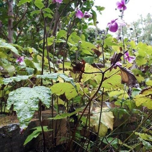 Rubus odoratus Pokrój