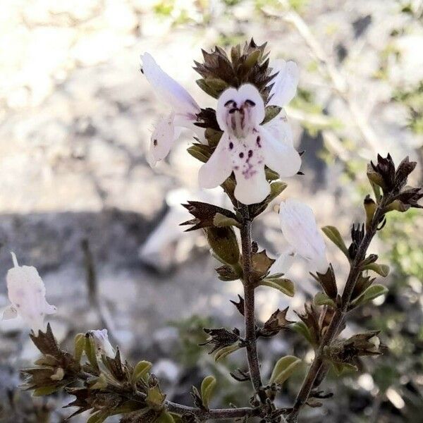 Satureja cuneifolia Цветок