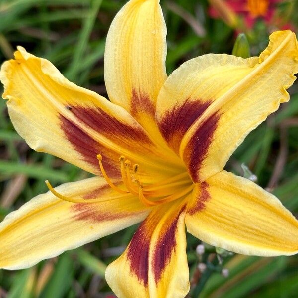 Hemerocallis fulva Flor