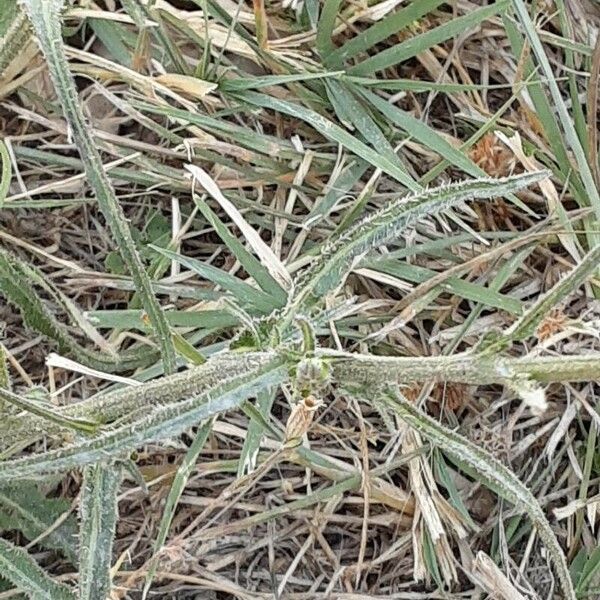 Picris hieracioides Blad