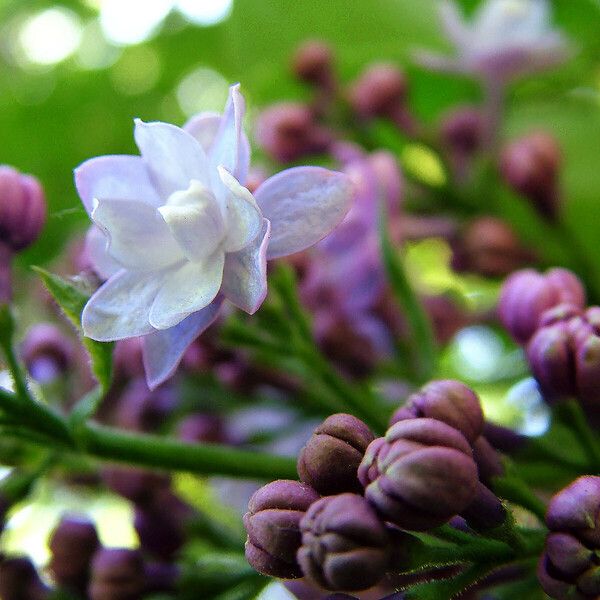 Syringa vulgaris Fiore