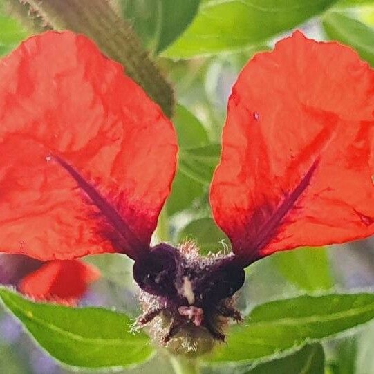 Cuphea llavea Flower