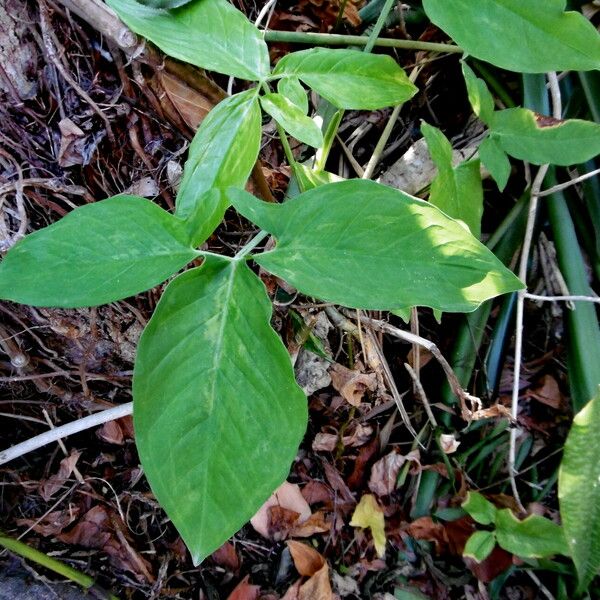 Syngonium podophyllum Folla