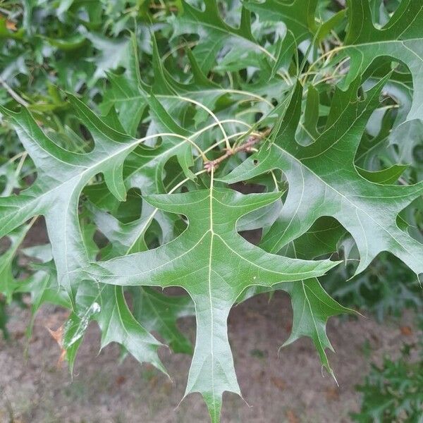 Quercus palustris ഇല