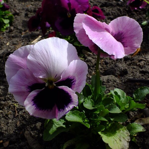 Viola × wittrockiana Flor