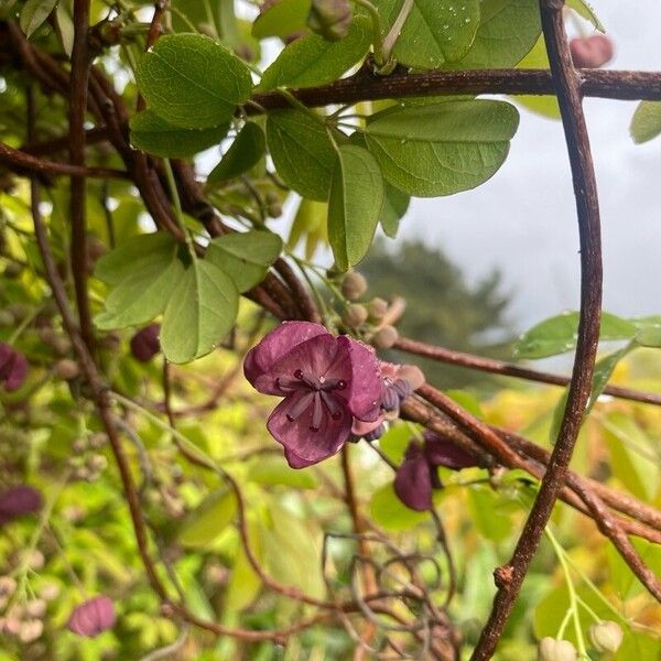 Akebia quinata Flower