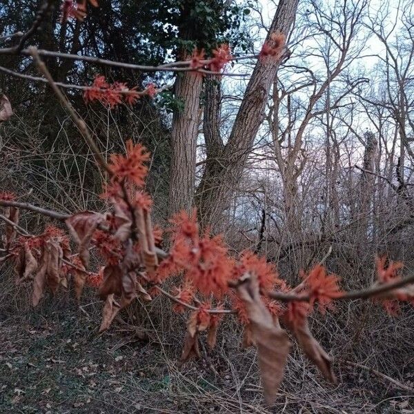 Acer rubrum Blomst