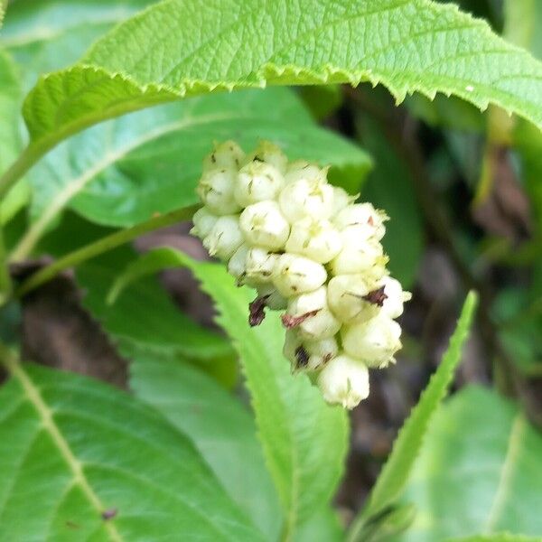 Varronia curassavica Flor