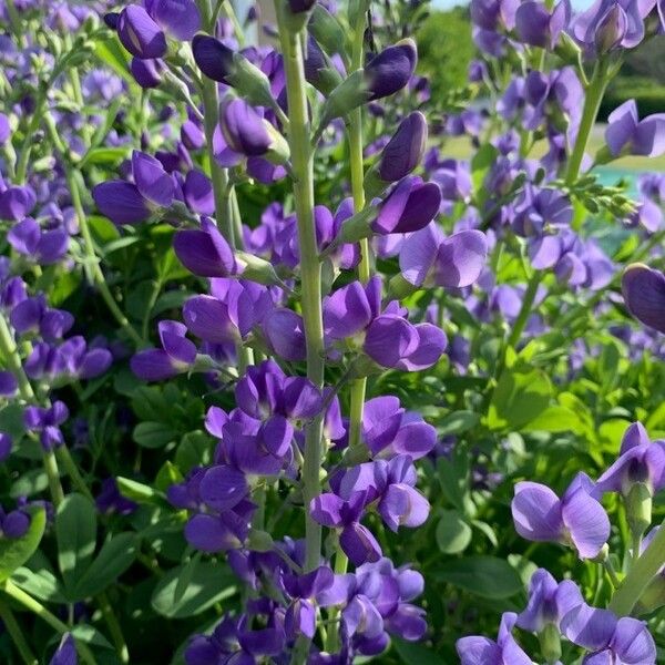 Baptisia australis 花