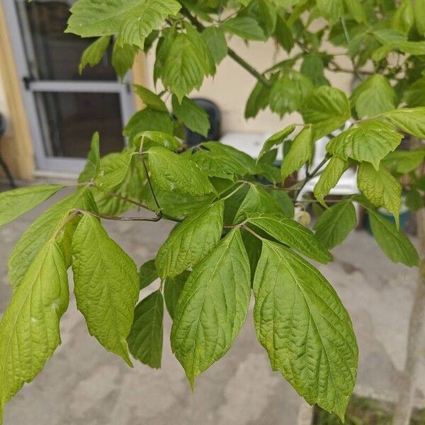 Acer negundo Leaf