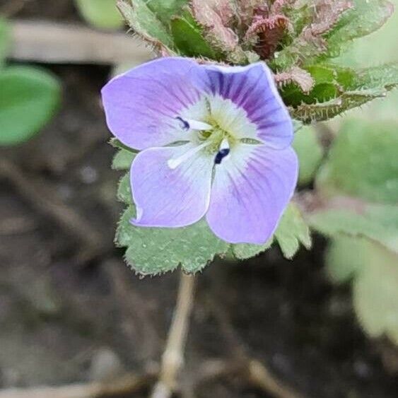 Veronica agrestis Flower