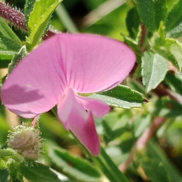 Ononis spinosa Flower