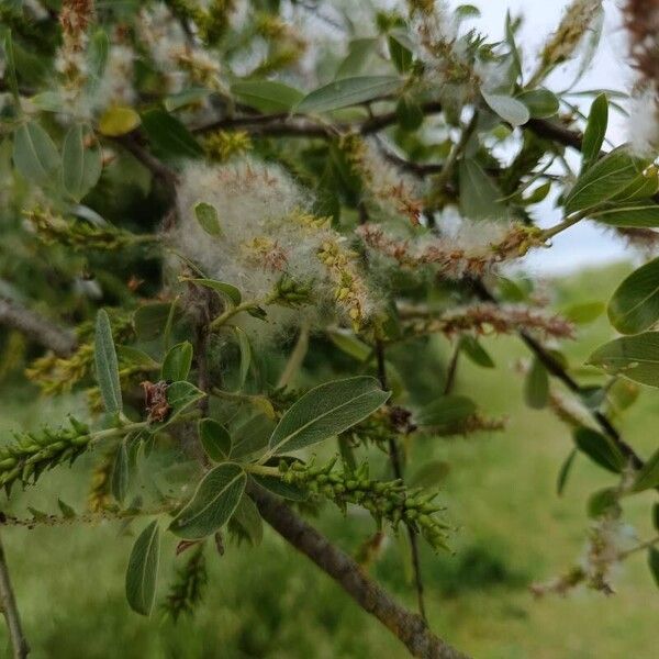 Salix alba Лист