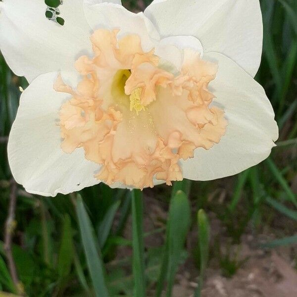 Narcissus poeticus Fiore