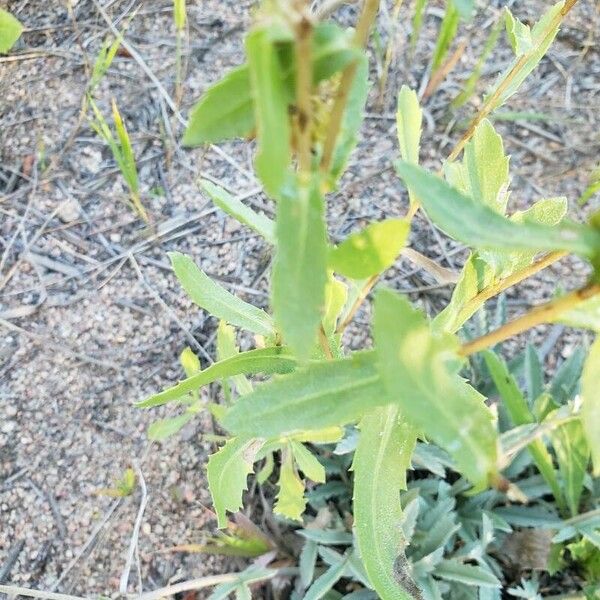 Grindelia squarrosa Leaf