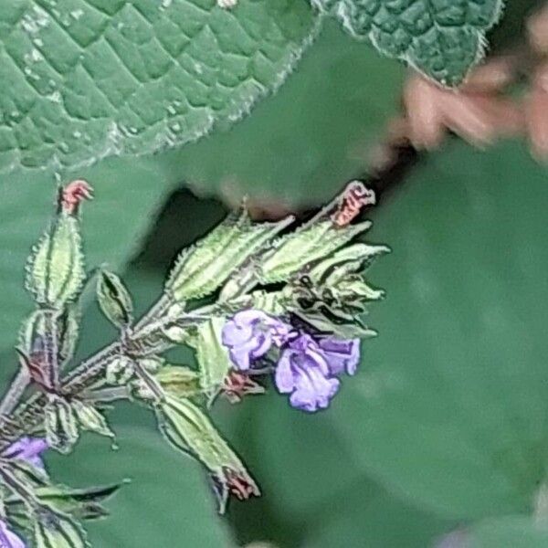 Salvia tiliifolia Kvet